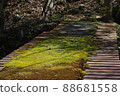 從小丸站到根之權現途中的長滿苔蘚的橋 88681558