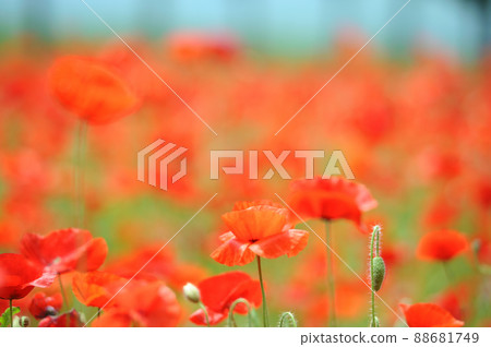 I saw a flower garden someday 88681749