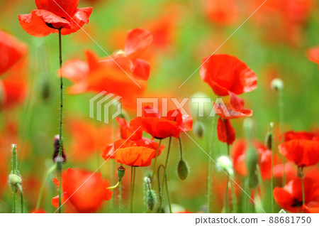 I saw a flower garden someday 88681750