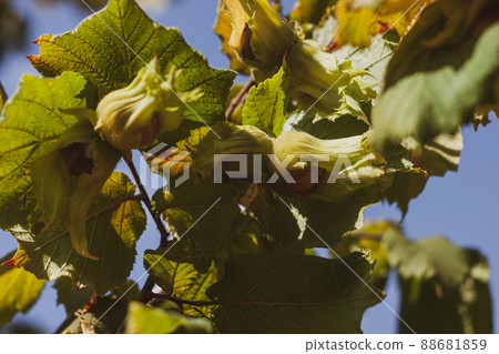 Ripe hazelnuts on branch in farm garden. Organic eco hazel tree. Growing nuts on backyard. Dietary fiber protein vitamin Ripe hazelnuts on branch in farm garden. Organic eco hazel tree. Growing nuts on backyard. Dietary fiber protein vitamin 88681859