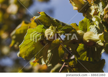 Ripe hazelnuts on branch in farm garden. Organic eco hazel tree. Growing nuts on backyard. Dietary fiber protein vitamin Ripe hazelnuts on branch in farm garden. Organic eco hazel tree. Growing nuts on backyard. Dietary fiber protein vitamin 88681860