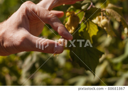 Ripe hazelnuts in gardener hand. Organic eco hazel tree branch in farm garden. Growing nuts home backyard. Dietary fiber 88681867