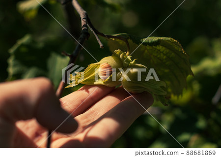 Ripe hazelnuts in gardener hand. Organic eco hazel tree branch in farm garden. Growing nuts home backyard. Dietary fiber 88681869