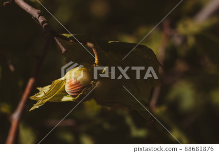 Ripe hazelnuts on branch in farm garden. Organic eco hazel tree. Growing nuts on backyard. Dietary fiber protein vitamin Ripe hazelnuts on branch in farm garden. Organic eco hazel tree. Growing nuts on backyard. Dietary fiber protein vitamin 88681876