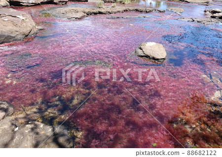 Tranquilandia Caño Sabana Macarenia clavigera 88682122