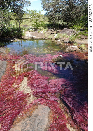 Tranquilandia Caño Sabana Macarenia clavigera 88682208
