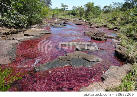 Tranquilandia Caño Sabana Macarenia clavigera 88682209