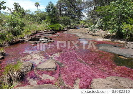 Tranquilandia Caño Sabana Macarenia clavigera 88682210