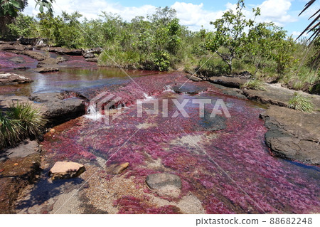 Tranquilandia Caño Sabana Macarenia clavigera Tranquilandia Caño Sabana Macarenia clavigera 88682248