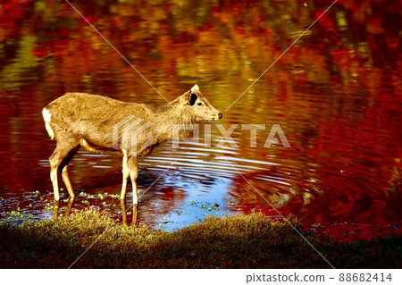 Nara deer 88682414