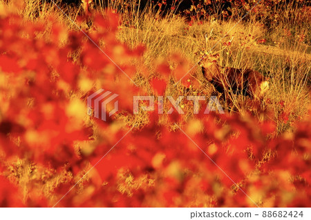 Nara deer Nara deer 88682424