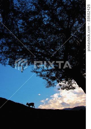 Nara deer Nara deer 88682426