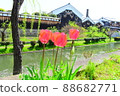 Tulips blooming in the hydrophobic area of Minamihama, Kyoto in spring 88682771