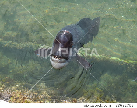 A large dark fish, a crucian carp or a carp, kept in a pond with a large bump on its head, with its face protruding from the surface of the water. A large dark fish, a crucian carp or a carp, kept in a pond with a large bump on its head, with its face protruding from the surface of the water. 88682795