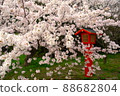 Sakura on the approach to full bloom 88682804