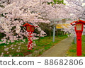 Sakura on the approach to full bloom 88682806