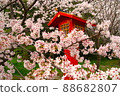 Sakura on the approach to full bloom 88682807