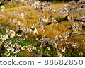 Cherry tree in full bloom  88682850