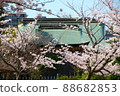 Cherry tree in full bloom  88682853