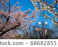 Cherry tree in full bloom  88682855