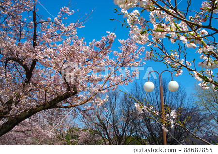 Cherry tree in full bloom  88682855