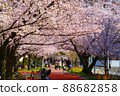 Cherry tree in full bloom  88682858