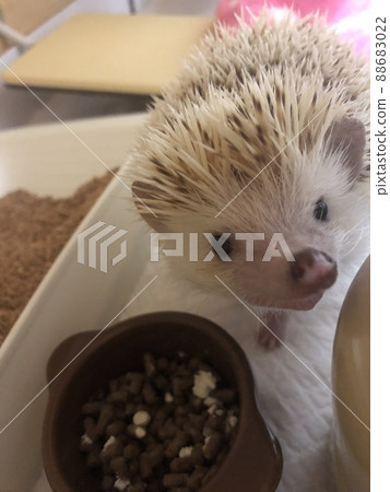 刺猬(用餐時間) 刺猬(用餐時間) 88683022