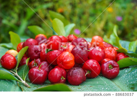 Organic Brazilian Acerola Cherry Food Background. 88683037