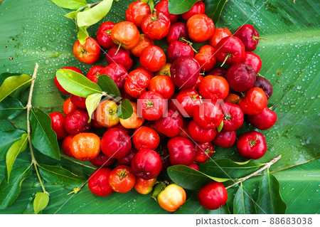 Organic Brazilian Acerola Cherry Food Background. 88683038