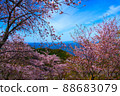 Cherry blossoms in full bloom and the sea of Shimabara 88683079