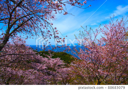 盛開的櫻花和島原的海 盛開的櫻花和島原的海 88683079