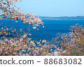 Cherry blossoms in full bloom and the sea of Nagasaki 88683082