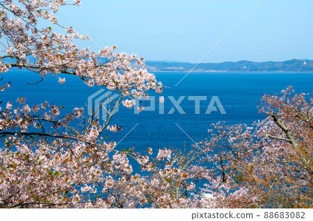 Cherry blossoms in full bloom and the sea of Nagasaki Cherry blossoms in full bloom and the sea of Nagasaki 88683082