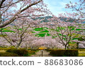 Sakura in full bloom 88683086