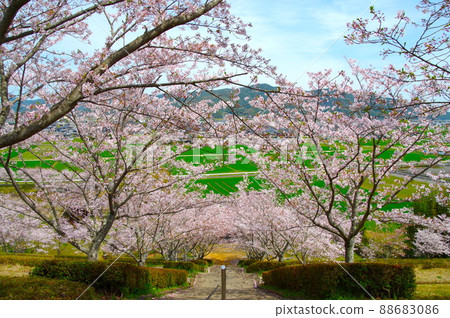 櫻花盛開 88683086
