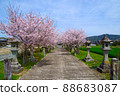 Cherry blossoms, lanterns, and the approach 88683087