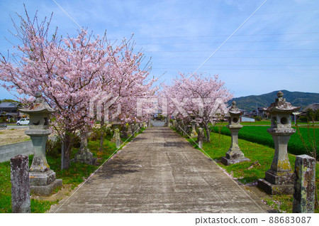 Cherry blossoms, lanterns, and the approach 88683087
