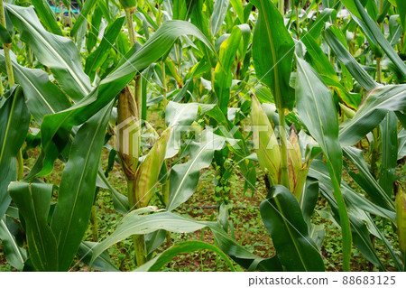 fresh corn organic on agricultural field fresh corn organic on agricultural field 88683125