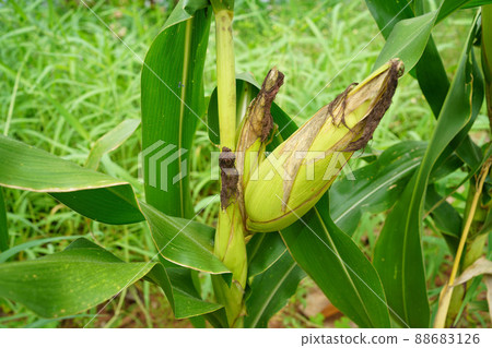 fresh corn organic on agricultural field fresh corn organic on agricultural field 88683126