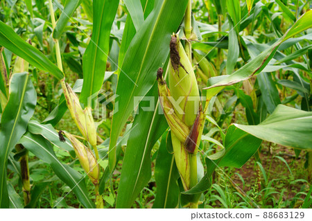 fresh corn organic on agricultural field fresh corn organic on agricultural field 88683129