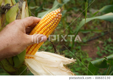 fresh corn organic on agricultural field 88683130