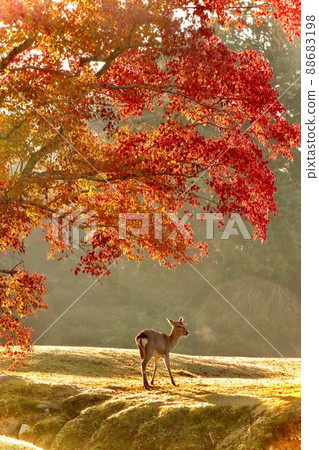 Nara deer Nara deer 88683198