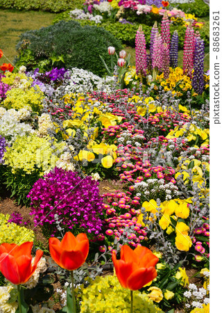 春花盛開的橫濱山下公園 88683261