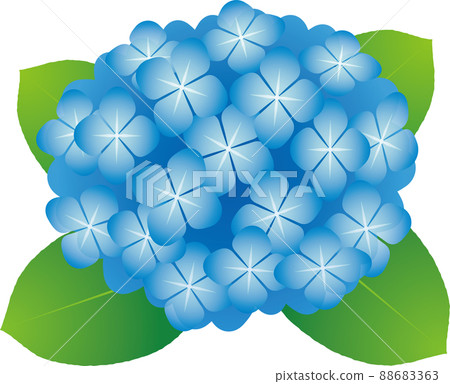 Simple and transparent blue hydrangea illustration Simple and transparent blue hydrangea illustration 88683363