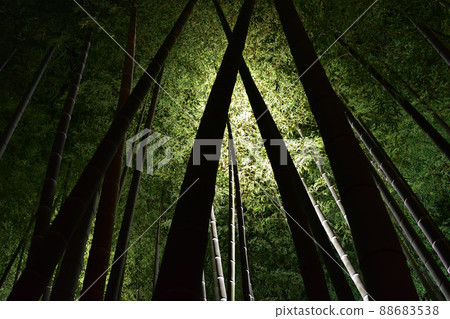 竹林照亮了 88683538