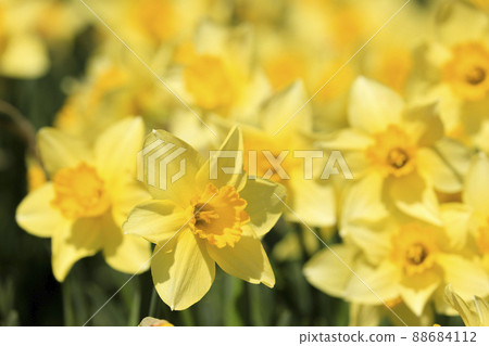 小號天鵝春天的花朵 88684112