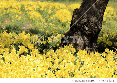 Trumpet Swansen spring flowers 88684124