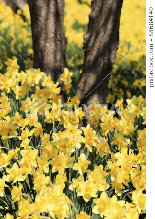 Trumpet Swansen spring flowers 88684140