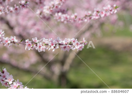 Peach flower of orchard Peach flower of orchard 88684607