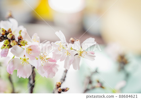 Edo cheeks cherry tree Edo cheeks cherry tree 88684621